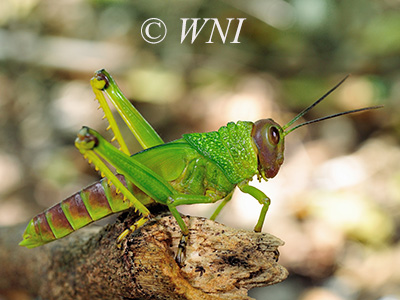 Giant Violet-winged Grasshopper (Tropidacris collaris)